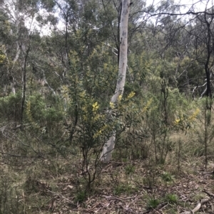 Acacia rubida at Hackett, ACT - 28 Aug 2022