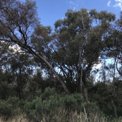 Eucalyptus bridgesiana (Apple Box) at Hackett, ACT - 28 Aug 2022 by Tapirlord