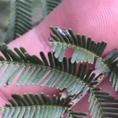 Acacia mearnsii (Black Wattle) at Hackett, ACT - 28 Aug 2022 by Tapirlord