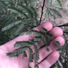 Acacia mearnsii at Hackett, ACT - 28 Aug 2022