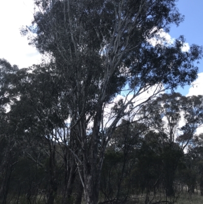 Eucalyptus melliodora (Yellow Box) at Hackett, ACT - 28 Aug 2022 by Tapirlord