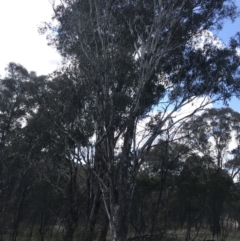 Eucalyptus melliodora at Hackett, ACT - 28 Aug 2022 12:14 PM