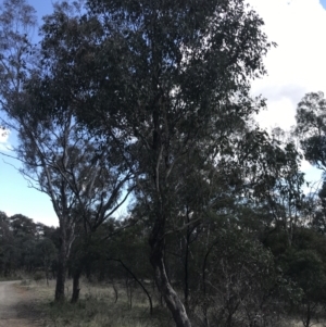 Eucalyptus polyanthemos subsp. polyanthemos at Hackett, ACT - 28 Aug 2022