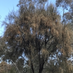 Allocasuarina verticillata (Drooping Sheoak) at Hackett, ACT - 28 Aug 2022 by Tapirlord