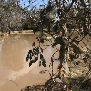 Eucalyptus blakelyi at Hackett, ACT - 28 Aug 2022