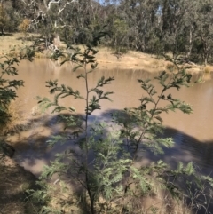 Acacia dealbata subsp. dealbata (Silver Wattle) at Hackett, ACT - 28 Aug 2022 by Tapirlord