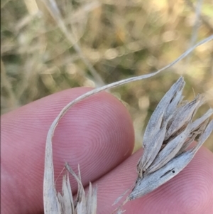 Themeda triandra at Hackett, ACT - 28 Aug 2022 12:08 PM