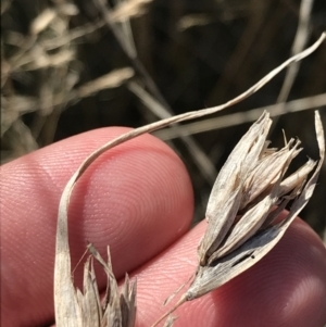 Themeda triandra at Hackett, ACT - 28 Aug 2022 12:08 PM