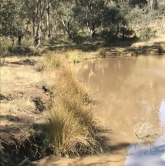 Carex appressa (Tall Sedge) at Hackett, ACT - 28 Aug 2022 by Tapirlord