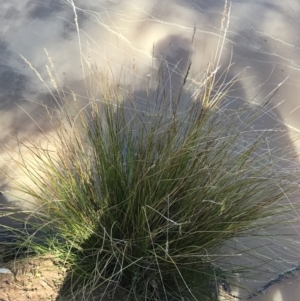 Carex appressa at Hackett, ACT - 28 Aug 2022