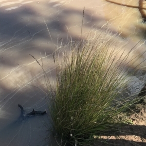 Carex appressa at Hackett, ACT - 28 Aug 2022