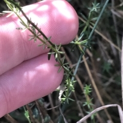 Asperula conferta at Hackett, ACT - 28 Aug 2022 11:56 AM