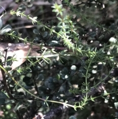 Asperula conferta at Hackett, ACT - 28 Aug 2022 11:56 AM