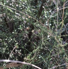 Asperula conferta at Hackett, ACT - 28 Aug 2022