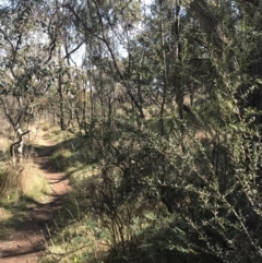 Bursaria spinosa subsp. lasiophylla at Hackett, ACT - 28 Aug 2022