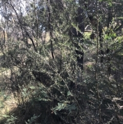 Bursaria spinosa subsp. lasiophylla at Hackett, ACT - 28 Aug 2022