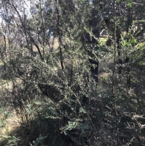 Bursaria spinosa subsp. lasiophylla at Hackett, ACT - 28 Aug 2022