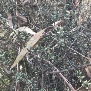 Bursaria spinosa subsp. lasiophylla at Hackett, ACT - 28 Aug 2022