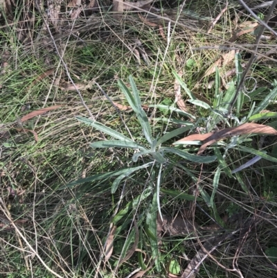 Senecio quadridentatus (Cotton Fireweed) at Hackett, ACT - 28 Aug 2022 by Tapirlord