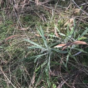 Senecio quadridentatus at Hackett, ACT - 28 Aug 2022