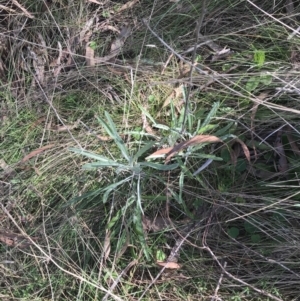 Senecio quadridentatus at Hackett, ACT - 28 Aug 2022