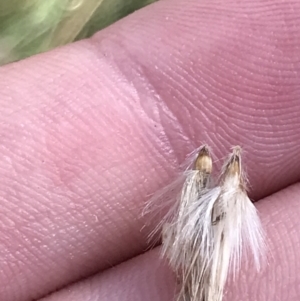 Rytidosperma duttonianum at Hackett, ACT - 28 Aug 2022