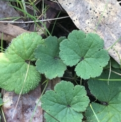 Hydrocotyle laxiflora at Hackett, ACT - 28 Aug 2022 11:53 AM