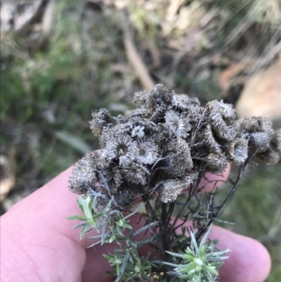 Chrysocephalum semipapposum (Clustered Everlasting) at Hackett, ACT - 28 Aug 2022 by Tapirlord