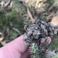 Chrysocephalum semipapposum at Hackett, ACT - 28 Aug 2022