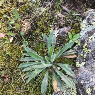 Plantago hispida (Hairy Plantain) at Hackett, ACT - 28 Aug 2022 by Tapirlord