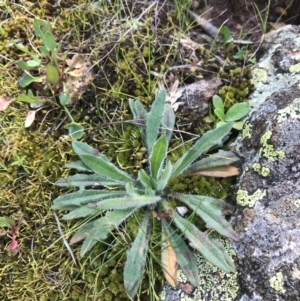 Plantago hispida at Hackett, ACT - 28 Aug 2022 11:51 AM