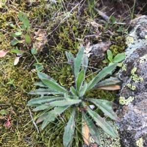 Plantago hispida at Hackett, ACT - 28 Aug 2022 11:51 AM