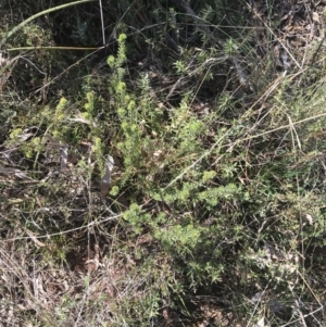 Pultenaea subspicata at Hackett, ACT - 28 Aug 2022