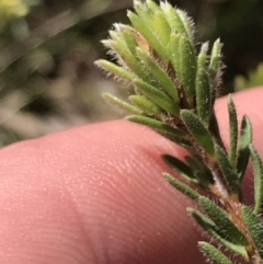 Pultenaea subspicata at Hackett, ACT - 28 Aug 2022