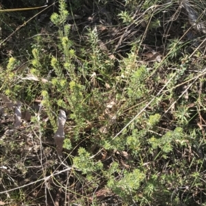 Pultenaea subspicata at Hackett, ACT - 28 Aug 2022