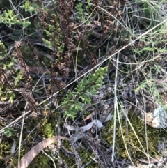 Cheilanthes sieberi subsp. sieberi (Narrow Rock Fern) at Mount Majura - 28 Aug 2022 by Tapirlord