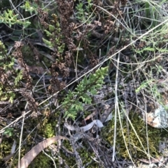 Cheilanthes sieberi subsp. sieberi (Narrow Rock Fern) at Hackett, ACT - 28 Aug 2022 by Tapirlord