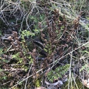 Cheilanthes sieberi subsp. sieberi at Hackett, ACT - 28 Aug 2022 11:48 AM