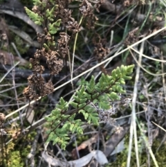 Cheilanthes sieberi subsp. sieberi at Hackett, ACT - 28 Aug 2022