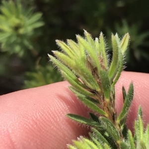 Pultenaea subspicata at Hackett, ACT - 28 Aug 2022