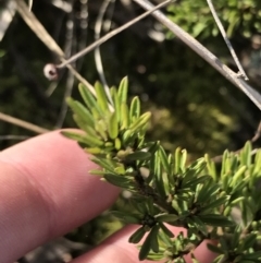 Pultenaea subspicata at Hackett, ACT - 28 Aug 2022