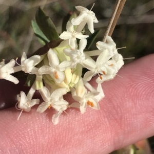 Pimelea linifolia subsp. linifolia at Hackett, ACT - 28 Aug 2022