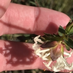 Pimelea linifolia subsp. linifolia at Hackett, ACT - 28 Aug 2022