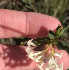 Pimelea linifolia subsp. linifolia at Hackett, ACT - 28 Aug 2022