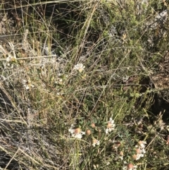 Pimelea linifolia subsp. linifolia at Hackett, ACT - 28 Aug 2022