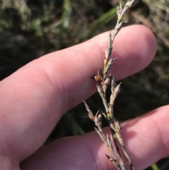 Lepidosperma laterale (Variable Sword Sedge) at Mount Majura - 28 Aug 2022 by Tapirlord