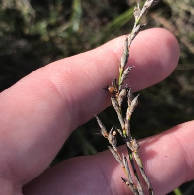 Lepidosperma laterale (Variable Sword Sedge) at Mount Majura - 28 Aug 2022 by Tapirlord