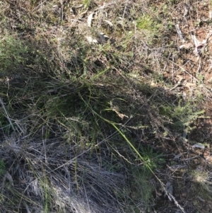 Lepidosperma laterale at Hackett, ACT - 28 Aug 2022 11:44 AM