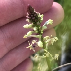 Stackhousia monogyna at Hackett, ACT - 28 Aug 2022