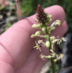 Stackhousia monogyna at Hackett, ACT - 28 Aug 2022 11:43 AM